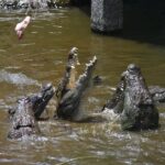 La Vanille Nature Park - Meet the Crocodiles!!