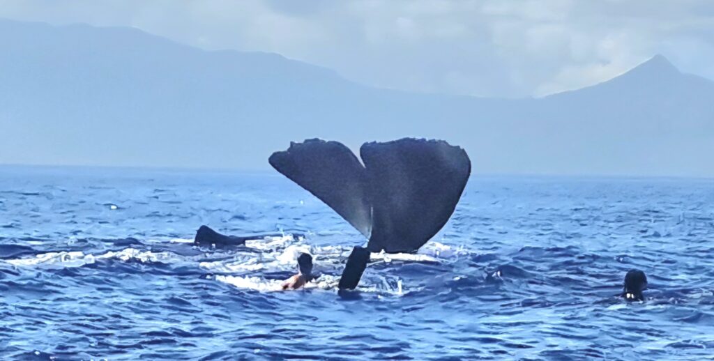 Image #1 from DAVID LUCAS