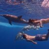 Speedboat: Dolphins and Whales