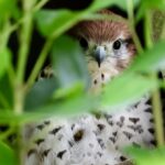 Ebony Forest Reserve Chamarel